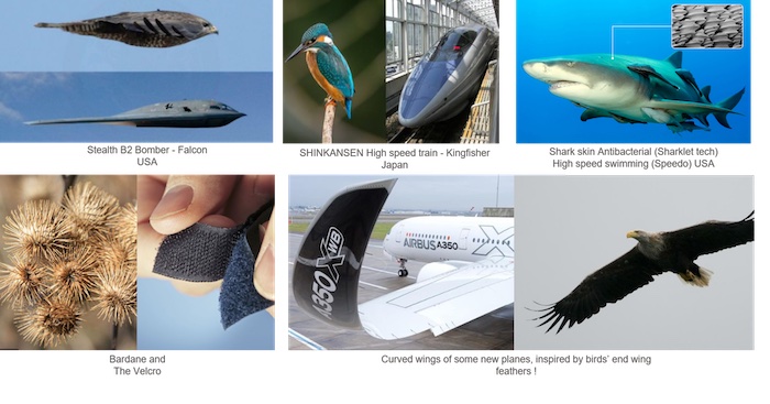 仿生學的幾個例子ã?